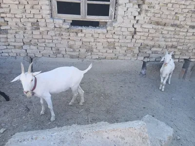 Yosh uloqlar bor 1