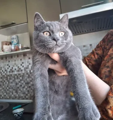 Muahuk sotiladi zotdor srochna
