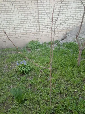 Есть саженцы шпанки 1