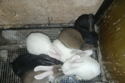 Продаются крольчата 1