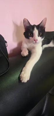 Котёнок в подарок 1