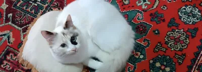 Ragdoll srochno sotiladi 1