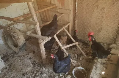 Tovuqlar qora shahzoda bitta xorozi bn