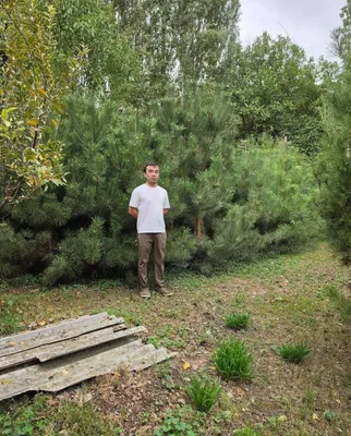 Продаются крымские и эльдарские сосны. 1