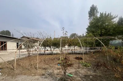 Tiplitsa sotiladi 7mln kami bor 1