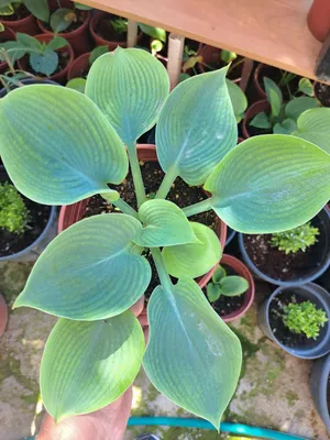 Хоста (лат. Hosta) — «королево тени» 1