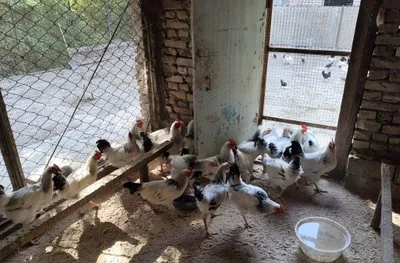 Продаются здоровые молодые петухи 1