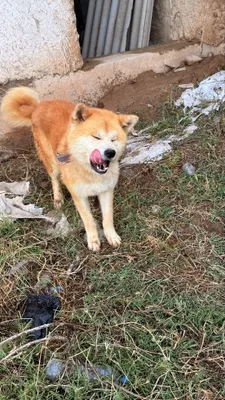 Akita Inu Erkak 2 yosh 1