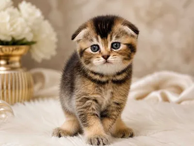 Маленькое счастье для семьи-Шотландские вислоухие котята Scottish Fold 1