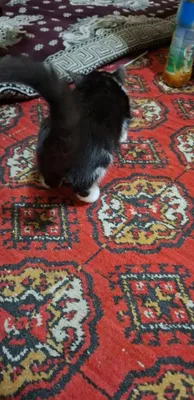 Кошка отдаётся бесплатно 1