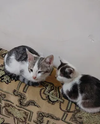 Продаются котята. 1