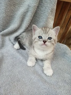 mushukcha scottish fold 1