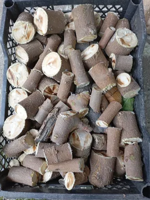 Kabob tayyorlash uchun qattiq daraxt navlaridan o‘tin 1