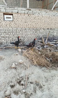 Хурозлар сотилади, 1