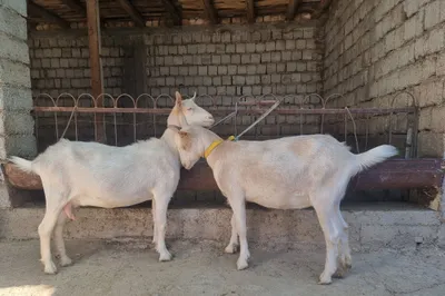 Эчкилар сотилади 1