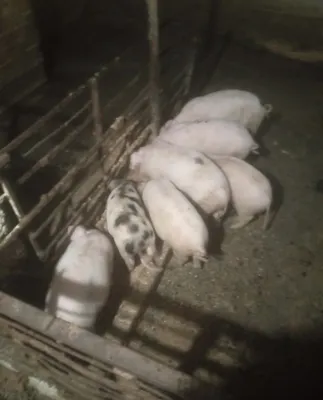 Продаются поросята
