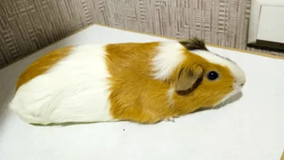 Морские свинки домашние 1