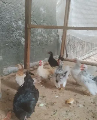 Продаются цыплята шабо 1