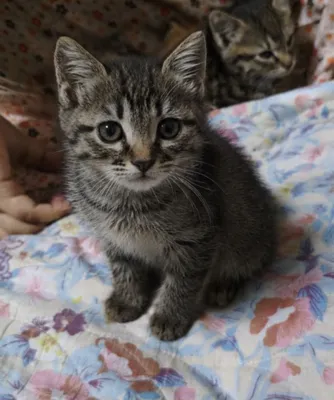 Ласковая кошечка ищет добрый дом