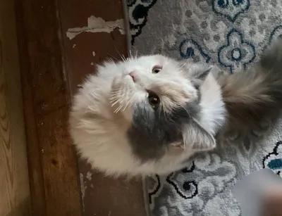 Кошка породы рэгдолл 1