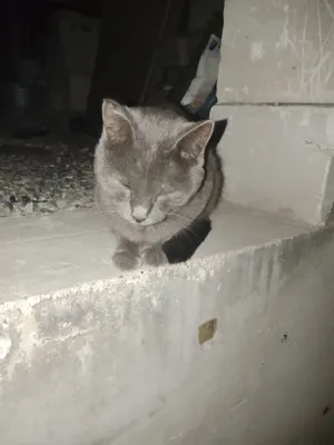 Продаётся породистый кот, 5 месяцев, Фергана 1