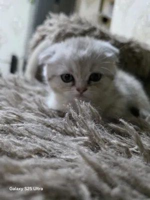 Продаются кошки породы шиншилла 1