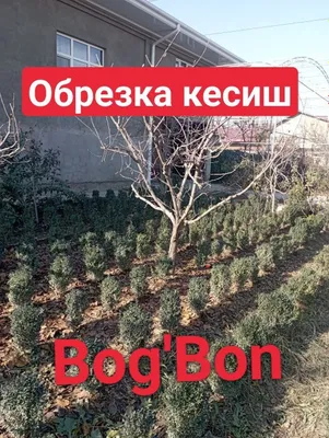Услуги по обрезке и обработке садовых деревьев 1