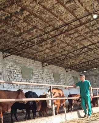 Veterinariya Xizmati tez qulay SAMARQAND PASTARGʻOM , HAZORA , SHA 1