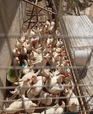 Продаются куры и петухи 1