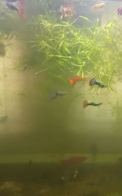Akvarium baliqlar 1