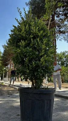 Лагерстремия японская