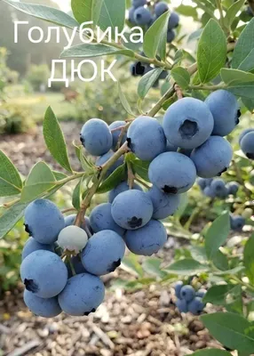 Golubika. Голубика. 5 йиллик голубикалар сотилади мевага кирган 1