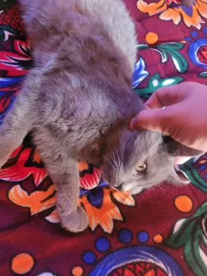 Русская голубая кошка, 4 месяца 1