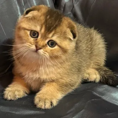 Шикарные котята,тиккированная шиншилла 1