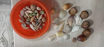 Tabiiy chig‘anoqlar sotiladi. 1