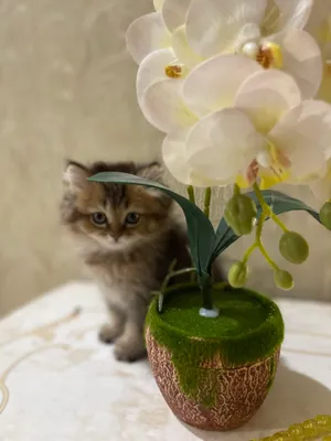 Кошка 1