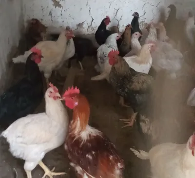 Xoroz goshti Uyda boqilgan joja xoroz go'shti bor buyurtmaga soyib be 1