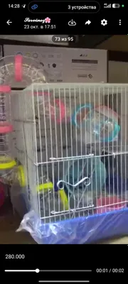 hamyak uchun qafasla sotiladi