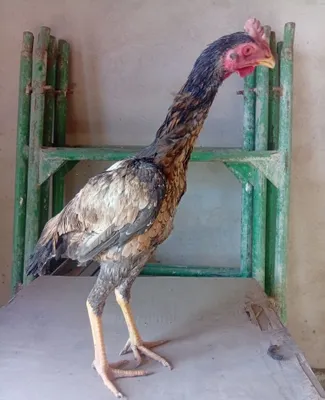 Продаётся корейский шалпанг 1