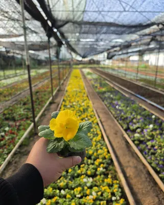 Viola gullari sotuvda 2 000 1