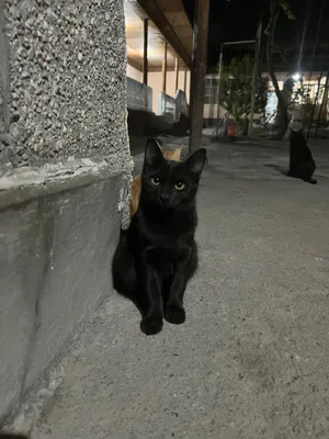Отдадим котят в добрые руки 1