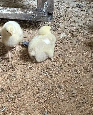 Ekologik toza broiler tovuqlar sotiladi