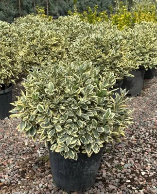 Шаровой Euonymus Bravo Италия 1