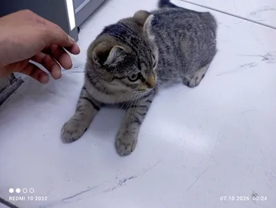 Кошка Pro Maxc 1