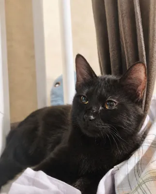 Котенок Бесплатно в добрые руки 1