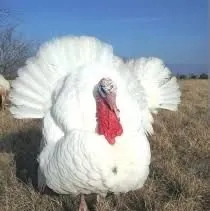 Big 6 kurkalar sotiladi gushtga