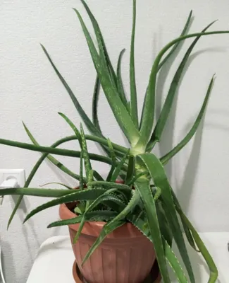 Aloe vera uy guli sotiladi. Katta, shifobaxsh. 1