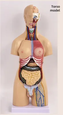 Анатомический муляж ТОРС макет 55 см 21 частей.Anatomik Tors