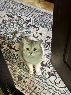 Вязка кот Барсик 2 год