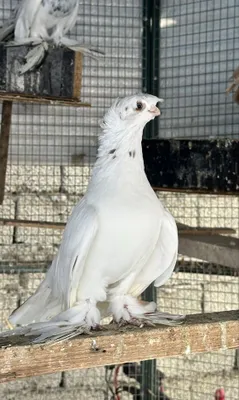Узбекские голуби! 1
